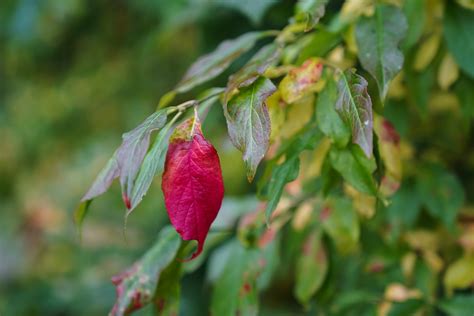 Blätter Baum Natur Rotes Kostenloses Foto auf Pixabay