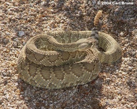 Northern Mohave Rattlesnake - Crotalus scutulatus scutulatus