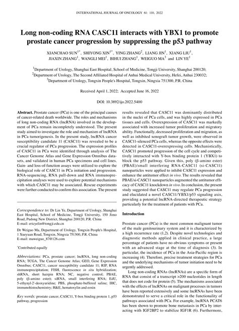 PDF Long Noncoding RNA CASC11 Interacts With YBX1 To Promote