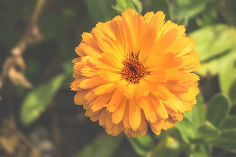 Fabriquer soi même son macérat huileux de Calendula Therapeutes Magazine