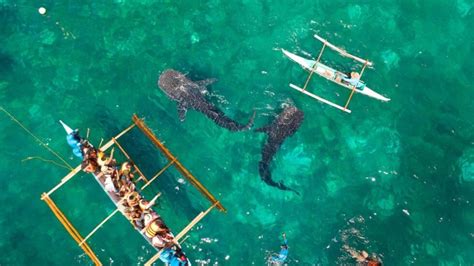 Discover the Gentle Giants of the Sea: An Unforgettable Oslob Whale ...