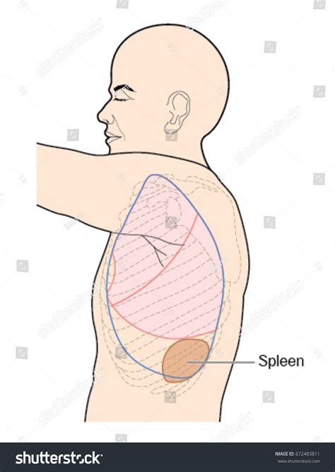 Location Spleen Relation Left Lung Rib Stock Vector (Royalty Free ...