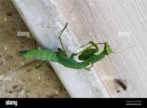 Praying Mantis Green Praying Mantis In Branch Giant Asian Green