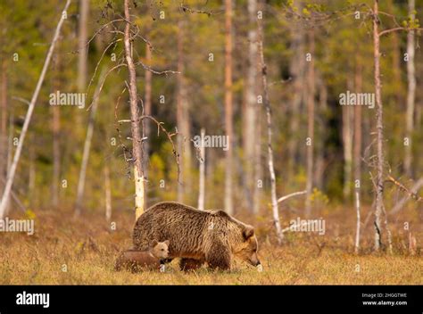 European Brown Bear Ursus Arctos Arctos Brown Bear Cub With Bearess