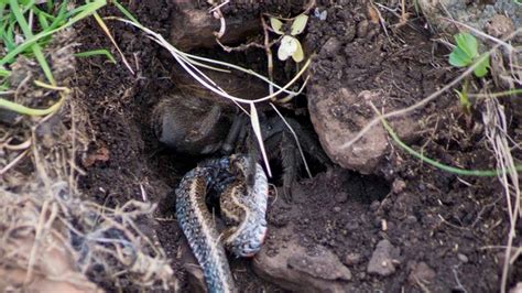 First Scientific Account of a Tarantula Eating a Snake Is Pure ...