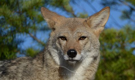 eyler photography | Mutant Ice-Blue Eyed Coyote