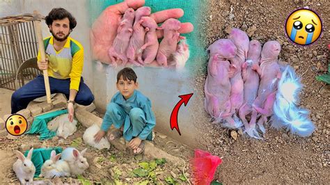 Hmari Rabbit Ne Bache De Diye Lekin Youtube