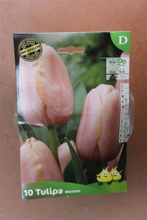 Tulipes Menton X Jardi Pradel Jardinerie Et Fleuriste Bagn Res