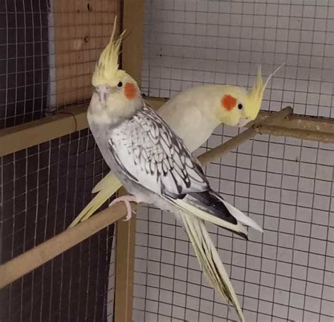 How Often do Cockatiels Lay Eggs? My Cockatiel Laid an Egg!