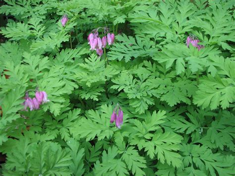 Western bleeding heart (Dicentra formosa ssp. formosa) 2 | EMSWCD