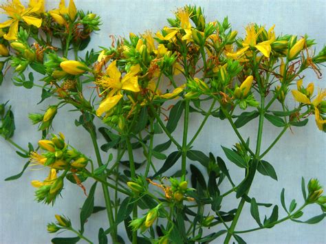 St. Johnswort