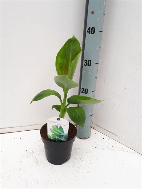 Musa Acuminata Dwarf Cavendish Plant Wholesale Floraccess