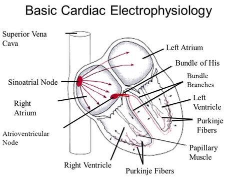 Cardiac Electrophysiology Study Procedure Electrophysiology Test Of