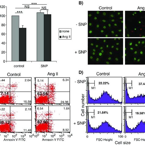 Effect Of NO Donor SNP On Ang II Induced Apoptosis In Ep SMC SNP 10