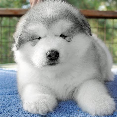 Alaskan Malamute Puppies For Sale In Texas / Alaskan Malamute Puppies ...