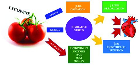 The Antioxidant Mechanism Of Lycopene In Cvd Download Scientific Diagram