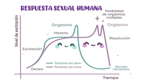 Respuesta Sexual Humana By Dulce Espinosa On Prezi