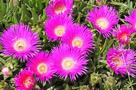 Pigface Plant Varieties to Grow in Australia | Ultimate Backyard