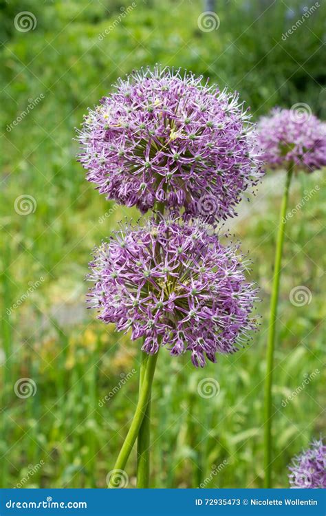 Purple Color Ornamental Onion (Allium Bulgaricum) in a Botanical Garden ...