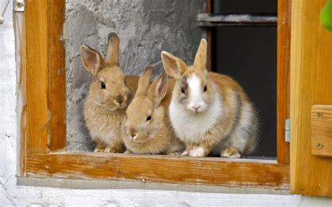 Mutación de la enfermedad vírica hemorrágica del conejo Clinica