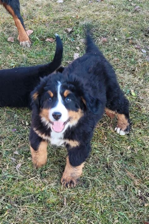 Bernese Mountain Puppy | Dogs & Puppies for Rehoming | Sudbury | Kijiji