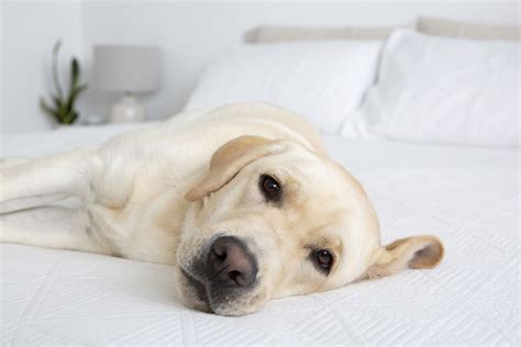 Can You Be Allergic To Certain Dog Breeds