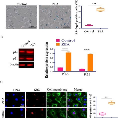 A Sa Gal Staining Of H C After Zea Treatment B The Expression Of