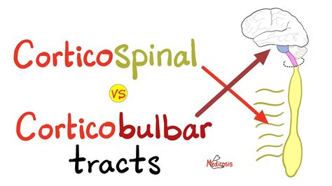 Corticobulbar Tract Vs Corticospinal Tract Pyramidal Tract Motor