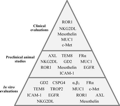 Frontiers Car T Cell Therapy In Triple Negative Breast Cancer