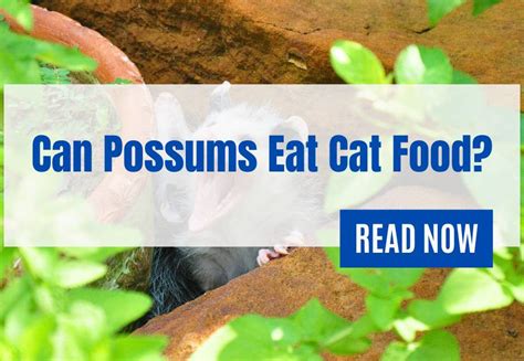 Can Possums Eat Cat Food? - Qunelia