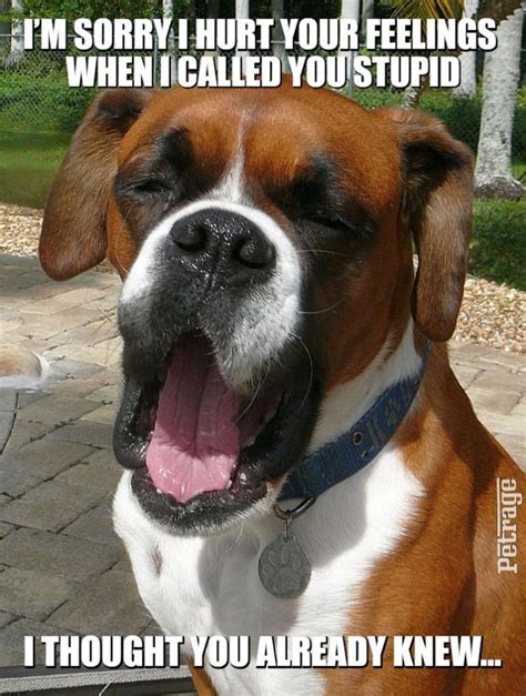 Boxer Humor Boxer Dogs Funny Funny Boxer Boxer Dogs