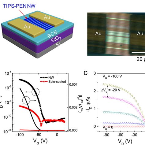 A Schematic Illustration Left And A Polarized Optical Microscopic