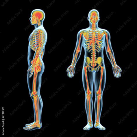 3d X Ray Human Anatomy Model With Skeleton Inside Side And Front View