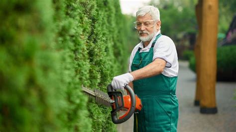 Koniferen werden Braun Wieder Grün mit 5 Tipps