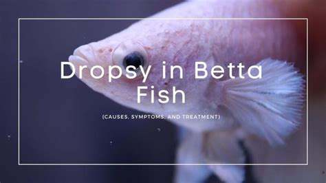 Dropsy in Betta Fish: Symptoms, Causes and Treatment