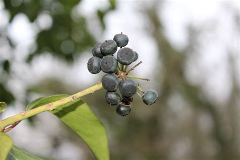 Bildet tre natur gren blomstre anlegg frukt bær blad blomst