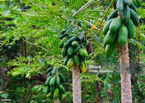 pohon pepaya foto stok  gambar  asimina triloba alam
