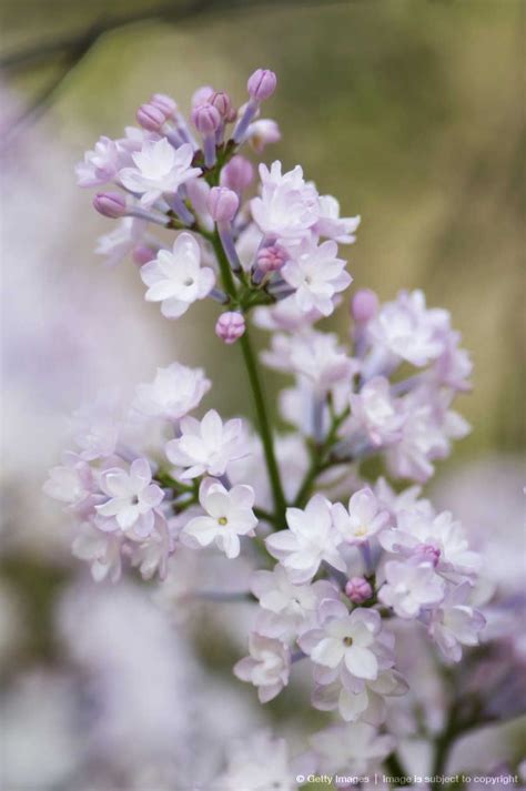 Light lavender lilac. Flowers For You, Love Flowers, Spring Flowers ...