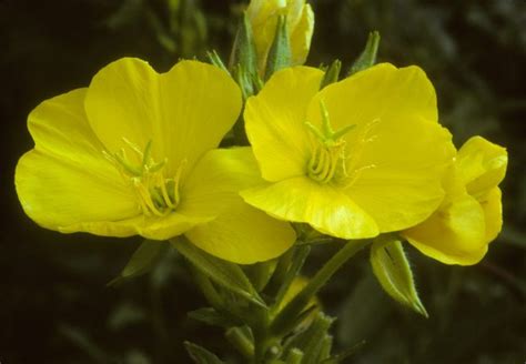 Onagra Conocida Como La Planta De La Mujer Y Su Bienestar