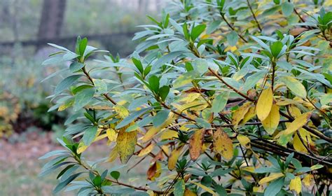 Azalea Leaves Turning Yellow: Common Problems and Fixes - Garden Go Time