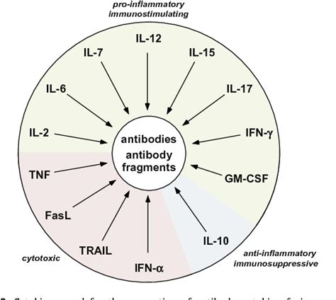 Antibody Cytokine Fusion Proteins Semantic Scholar