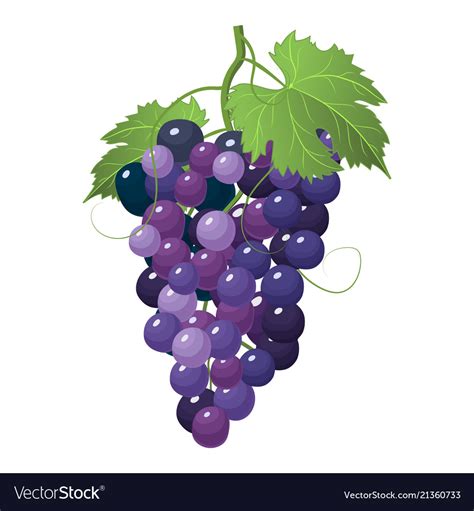 Grapes icon isolated on white background Vector Image