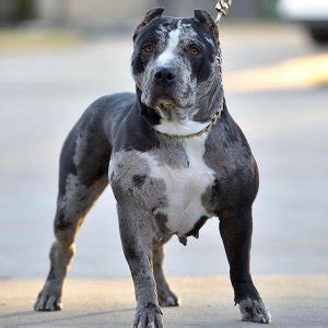 Merle Pitbull: Puppies, Price, Life Expectancy and MUCH MORE