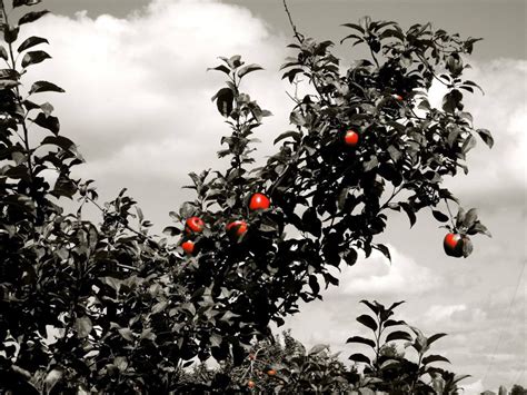 26 Pick Your Own Apple Orchards Near Cleveland To Check Out This Fall