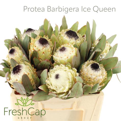 Proteas Variety The Freshcap Group