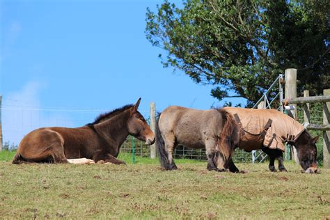 The Three Muleteers