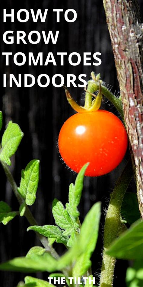 How To Grow Tomatoes A Complete Guide Artofit