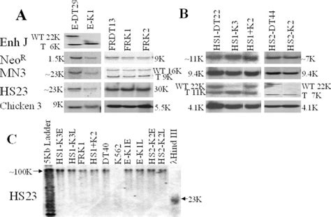 Targeted Deletion Of The Chicken Globin Regulatory Elements Reveals A