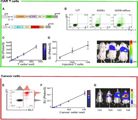 In Vitro And In Vivo Standardization Of CAR T Cell And Cancer Cell