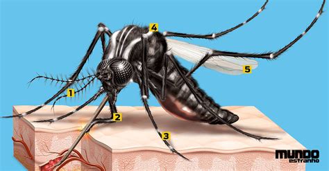 Partes De Un Mosquito